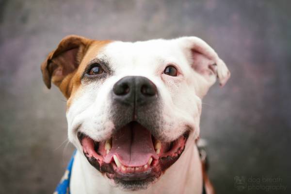 Чому собака чхає? Розбираємося в причинах