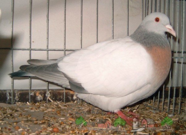 Огляд мясних порід голубів: їх опис та фото