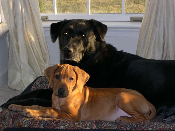 Фурминатор для собак: линька без бруду в будинку