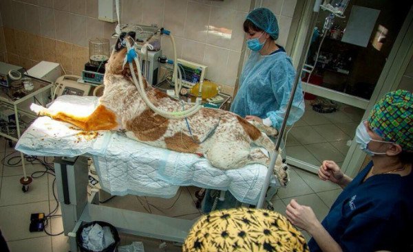 Міжхребцева грижа у собак: причини, симптоми, діагностика, лікування