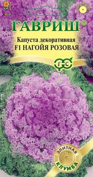 Декоративна капуста   вирощування з насіння на своїй ділянці (фото і відео інструкція)