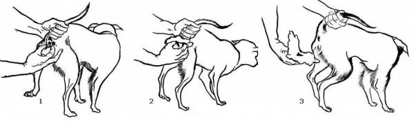 Параанальні залози у собак вимагають регулярного чищення та профілактики запалення