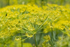 Вирощування з насіння фенхелю і догляд за насадженнями