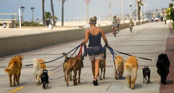 Чому багато людей не люблять собак?