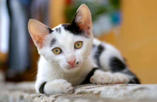 Піодермія у кішок: діагностика, лікування та можливі ускладнення