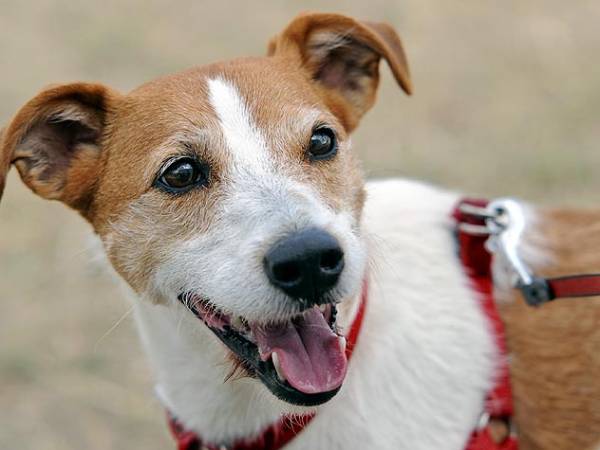 Цукровий діабет у собак   ознаки, причини і лікування