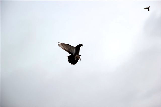 Огляд бойных голубів: їх характеристика, відео та фото