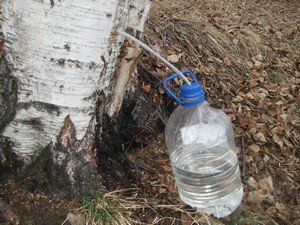 Як правильно здійснювати збір березового соку?