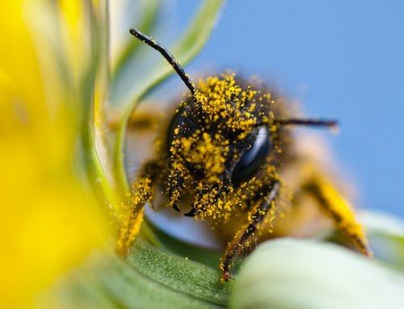 Скільки років живе бджола: медоносна, робоча, матка