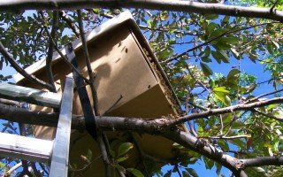 Ловля бджолиних роїв пастками: основні правила бджоляра