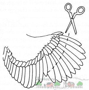 Як правильно підрізати качкам крила: поради і фото
