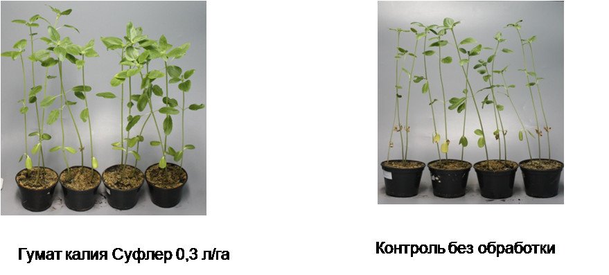 Інструкція по застосуванню добрива гумат калію рідкий торфяний