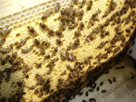 Карпатська порода бджіл: відгуки бджолярів, фото, особливості