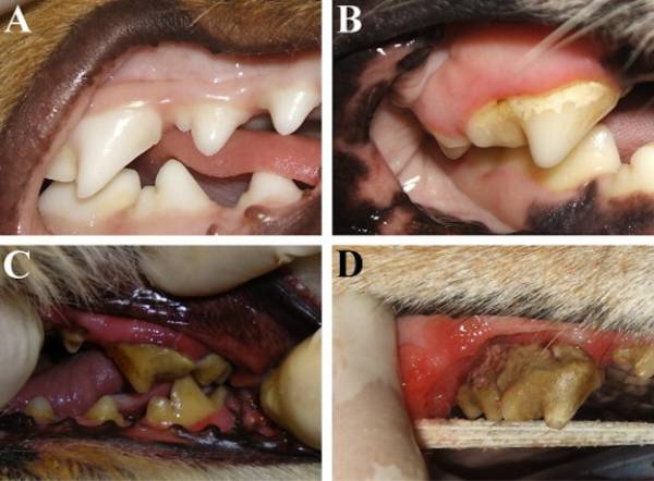 Зубний камінь у собак: причини, лікування та профілактика