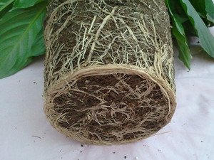 Догляд та пересадка спатифиллума в домашніх умовах, хвороби, що вражають його