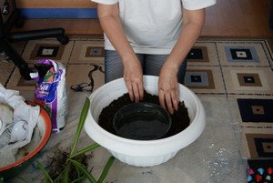 Як зробити міні сад в горщику своїми руками?