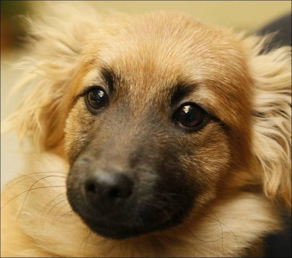 Вагініт у собак   загроза дамському здоровю