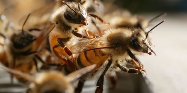 Лікування бджіл у весняний період: відео та фото огляд