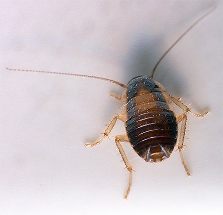 Рудий тарган він же домашній прусак Рудий тарган він же домашній прусак