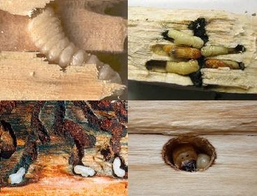 Антисептик для деревяного будинку: особливості вибору та застосування
