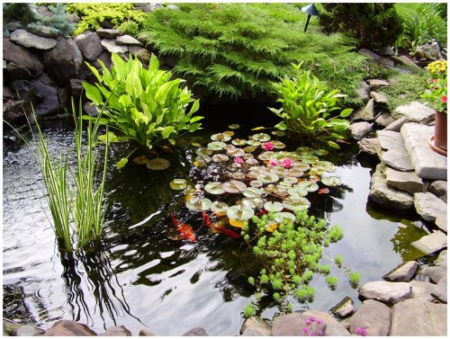Водні рослини: особливості вибору для садового водоймища