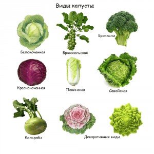 Коли правильно садити капусту на розсаду у відкритий ґрунт?