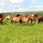 Огляд башкирської породи коней, її опис та фото