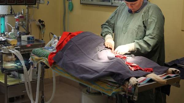 Сечокамяна хвороба у собак (МКБ): причини, симптоми і лікування