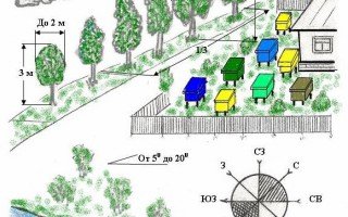 Розміщення і організація пасіки: як вибрати місце, поради