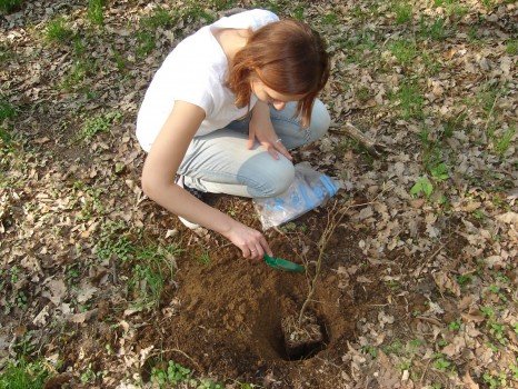 Як посадити дерево своїми руками Як посадити дерево своїми руками