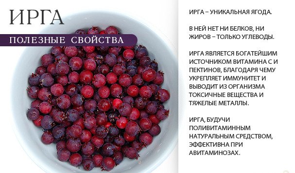 Особливості вирощування і корисні властивості звичайної ірги