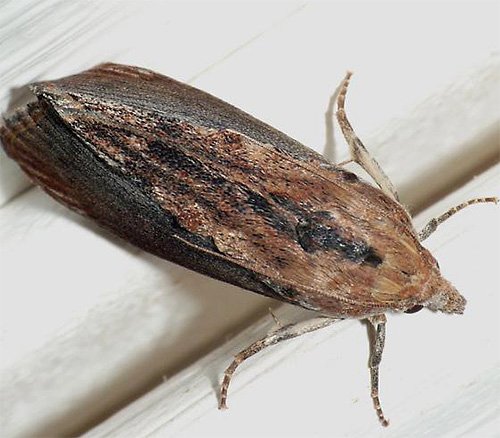 Міль і її фото (а також кілька слів про меблеву моль)