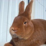 Огляд рудих кроликів: опис та фото