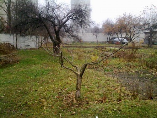 Омолодження плодових дерев своїми руками. Як провести обрізку крони плодового дерева самостійно з метою його омолодження.