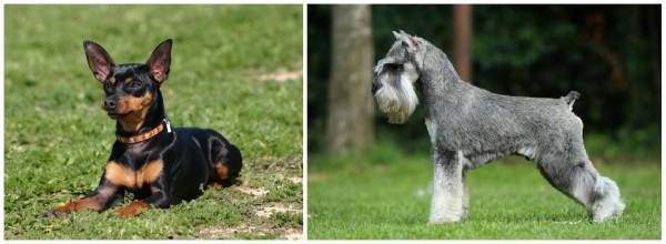 Яку собаку краще завести в квартирі: поради починаючому власнику