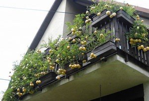 Як виростити смачні плоди пепіно або динної груші?