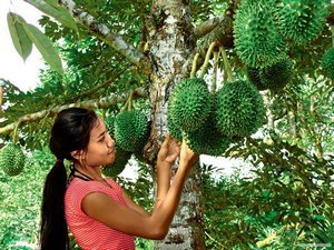 Корисні властивості тайського екзотичного фрукта дуріана
