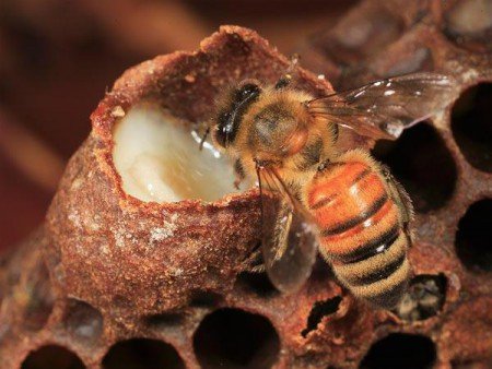 Бджолине маточне молочко для обличчя: як застосовувати крем і мед
