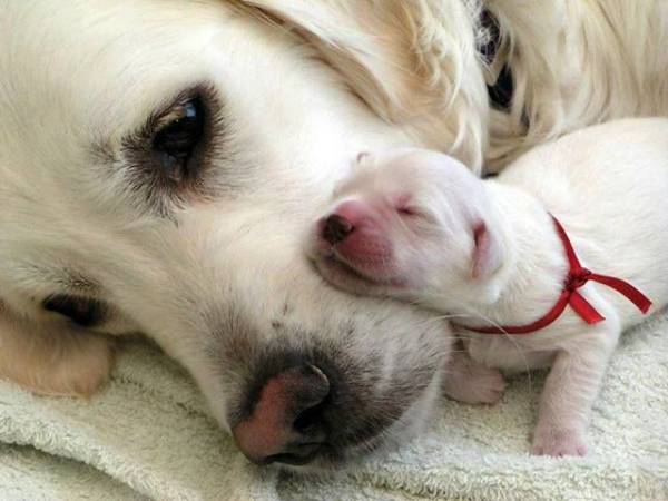 Рак у собак: симптоми і лікування