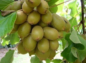 Як росте фрукт ківі в природі і в домашніх умовах?
