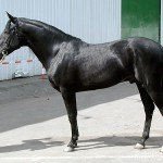 Кабардинская порода коней: її огляд, відео та фото