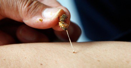 Дикі бджоли: як зловити, де живуть, корисні властивості меду