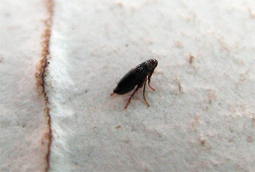 Статеві блохи і як від них позбавитися Статеві блохи і як від них позбавитися