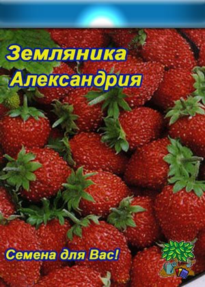 Опис, вирощування і догляд за ремонтантної садової суницею сорти Олександрія