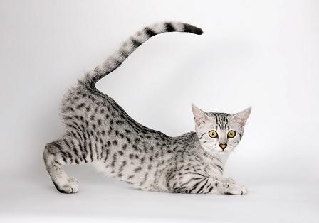 Єгипетська мау – кішка з глибини століть!
