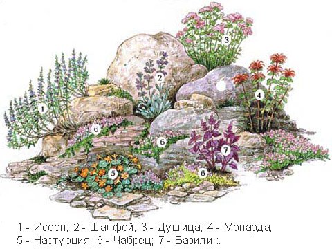 Догляд за альпійською гіркою — основні правила догляду.