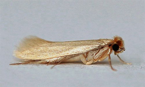 Міль і її фото (а також кілька слів про меблеву моль)