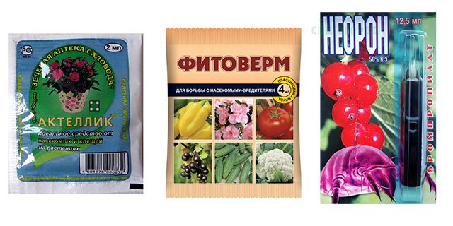 Павутинний кліщ на фікус – як боротися з кліщем на фікус Бенджаміна