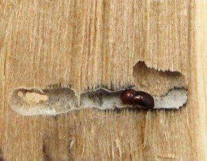 Обробка деревяного будинку зсередини. Захист від комах. Протипожежна, зміцнююча і гідроізоляційна обробка пиломатеріалів