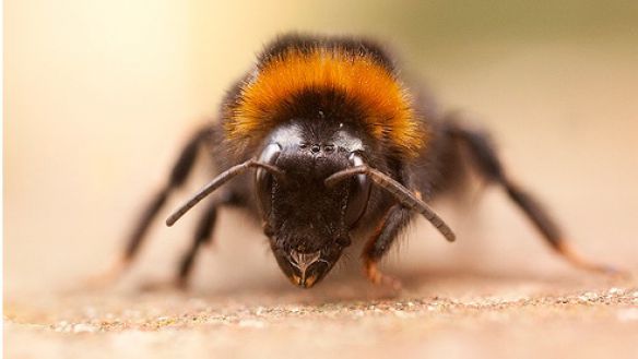 Акарапідоз у бджіл: опис недуги, його лікування та відео